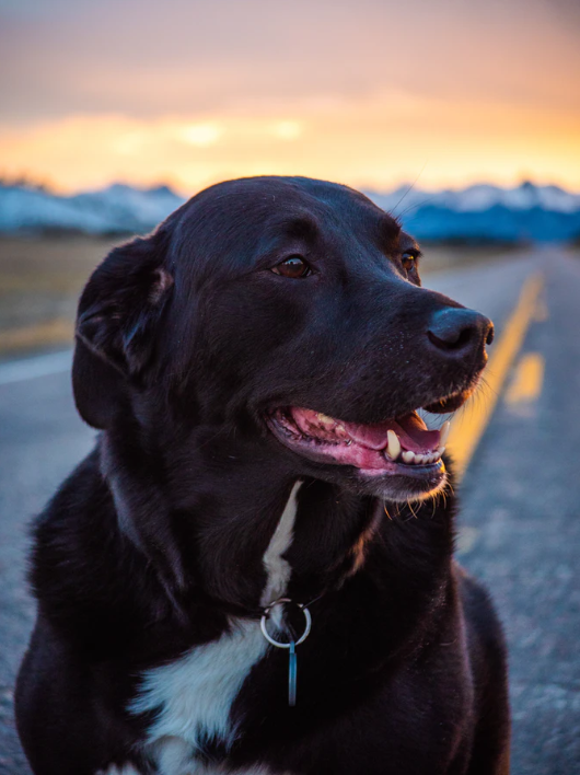 black lab sitting on a road with the sun setting behind
