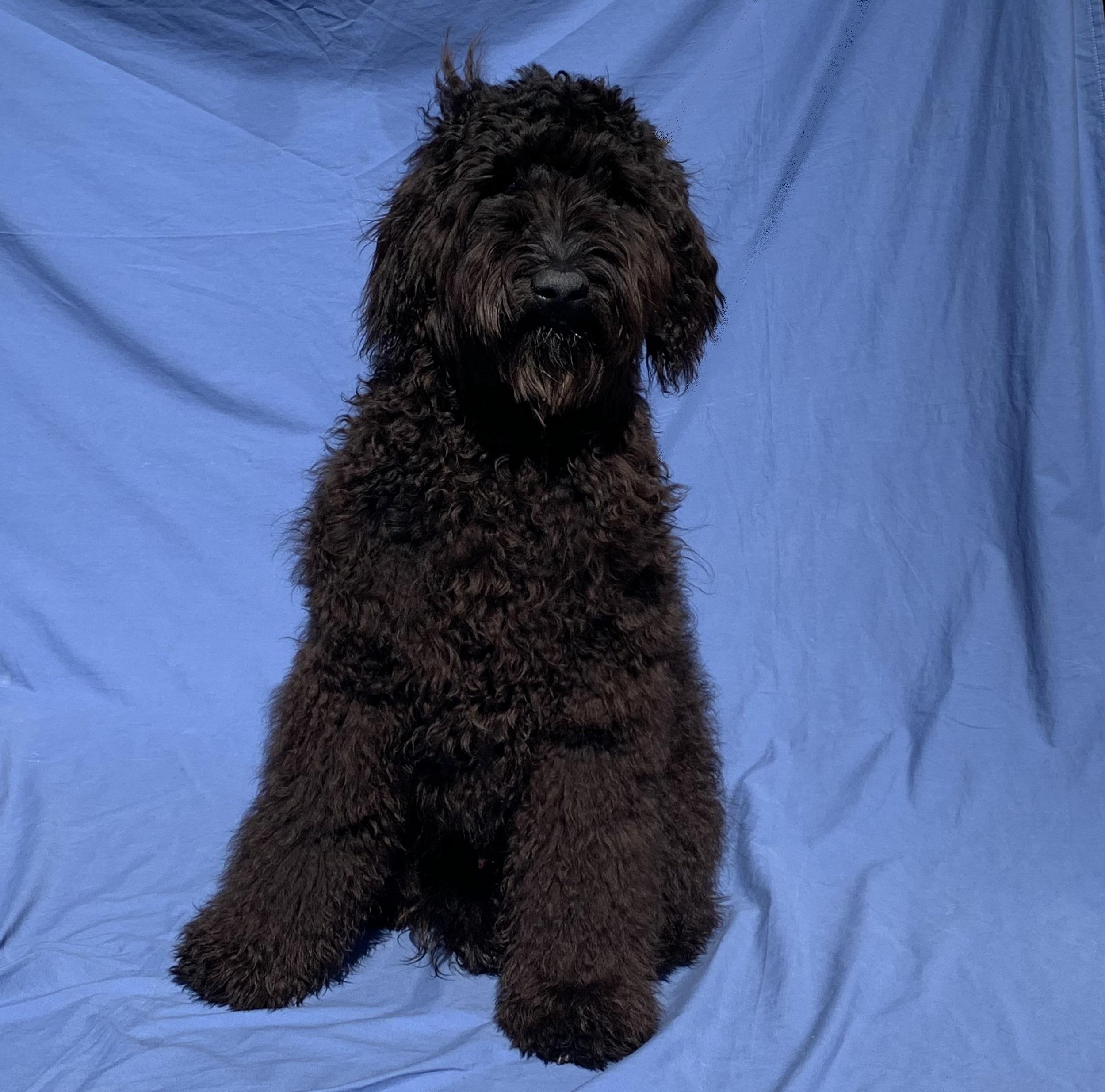 Portrait black dog sitting in front of a blue background