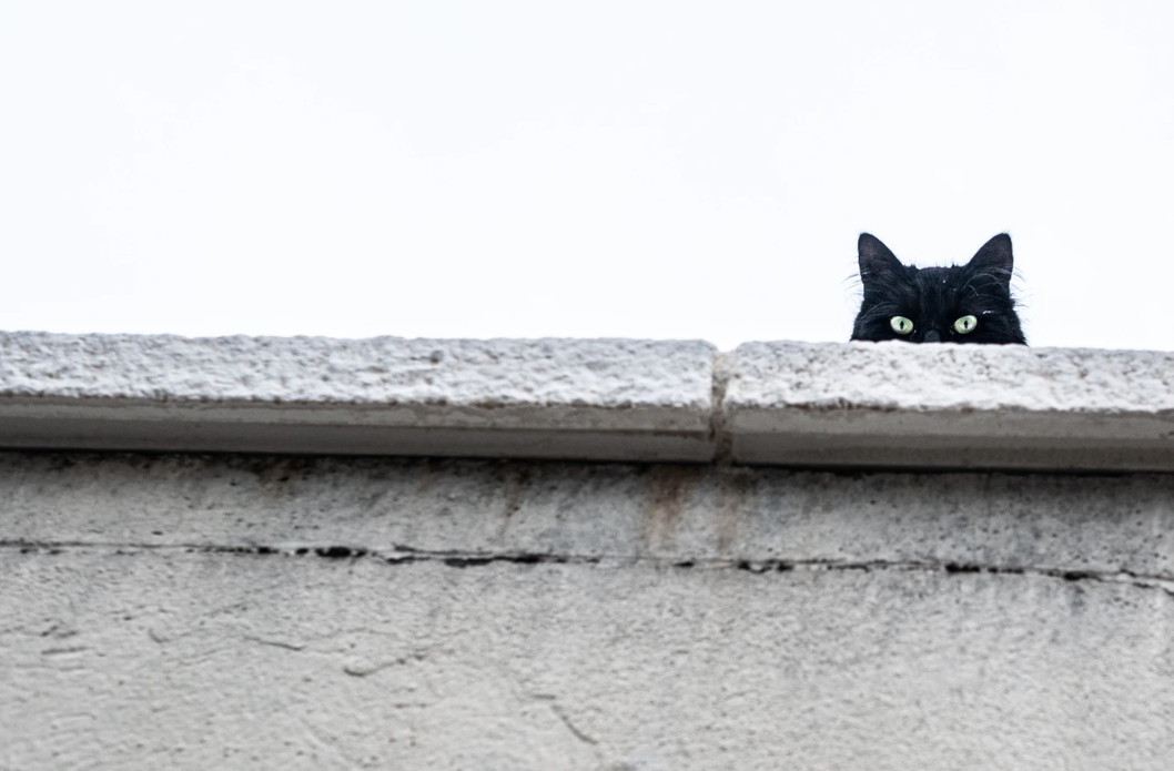 Black cat looking over a ledge