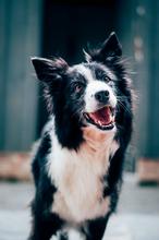 Black and white dog looking up